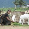 Lara Dutta feeding goats