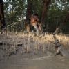 Roar: Tigers of the Sundarbans | Roar: Tigers of the Sundarbans Photo Gallery