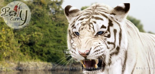 Roar: Tigers of the Sundarbans (340100)