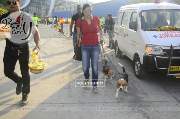 Gul was spotted with her dogs in the city