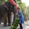 Neel Sethi poses with an elephant at his International Tour for The Jungle Book