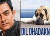 Didn't think twice before playing Pluto the dog: Aamir Khan