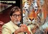 Big B to become Maharashtra's 'Tiger Ambassador'