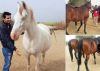 Randeep Hooda adopts 9 horses on the verge of dying!