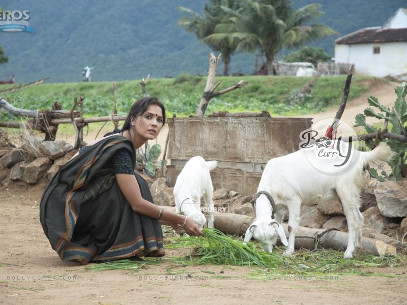 Lara Dutta feeding goats (11093) size:800x600